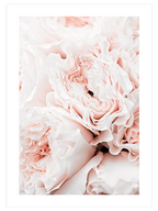 Rose Clair - Art Print