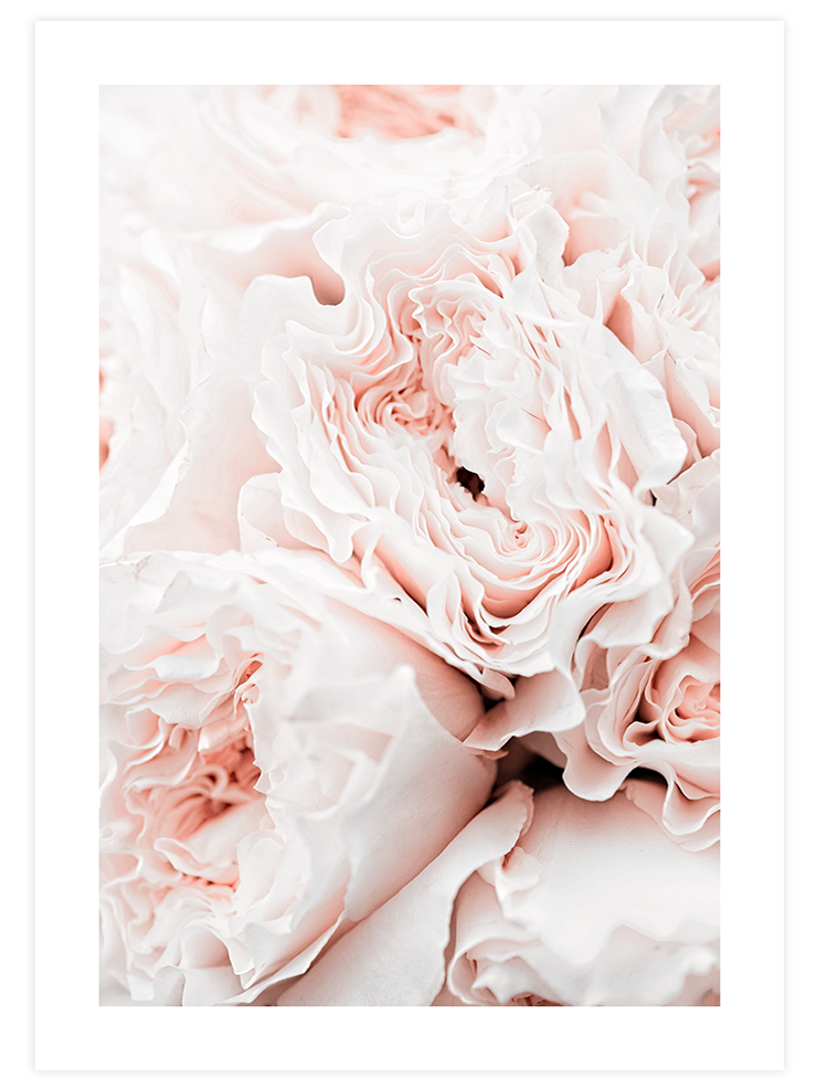 Rose Clair - Art Print Fotoğraflar Poster