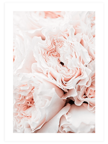 Rose Clair - Art Print