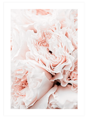 Rose Clair - Fine Art Poster