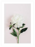 Şakayık Çiçeği - Art Print