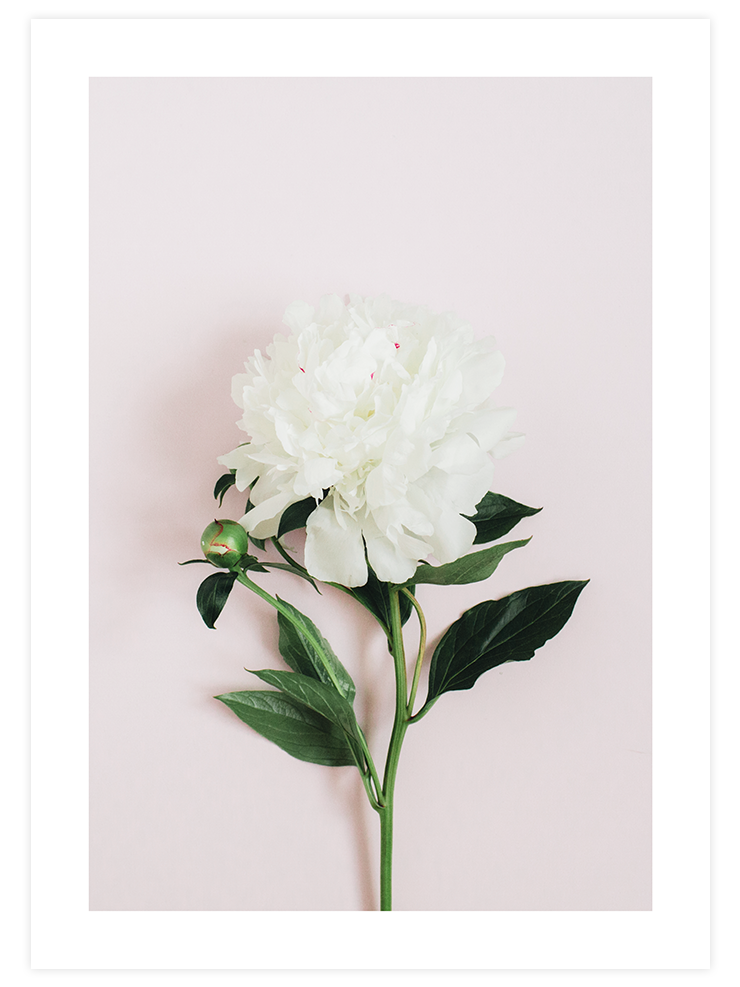 Şakayık Çiçeği - Art Print