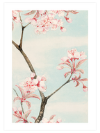 Sakura Cherry - Art Print