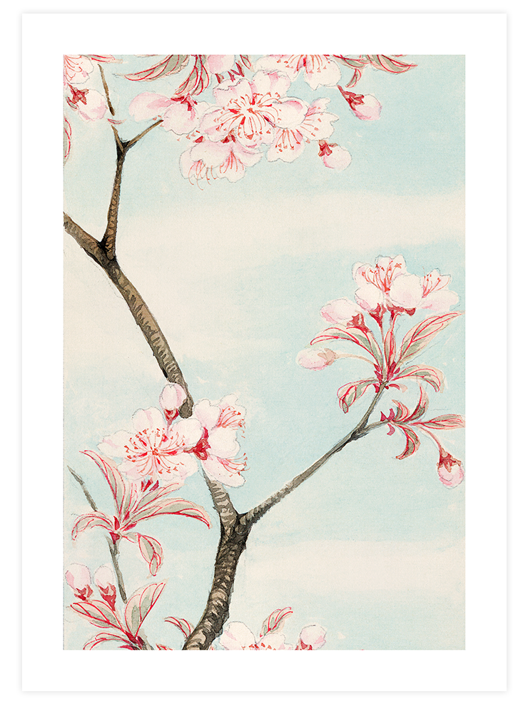Sakura Cherry - Art Print