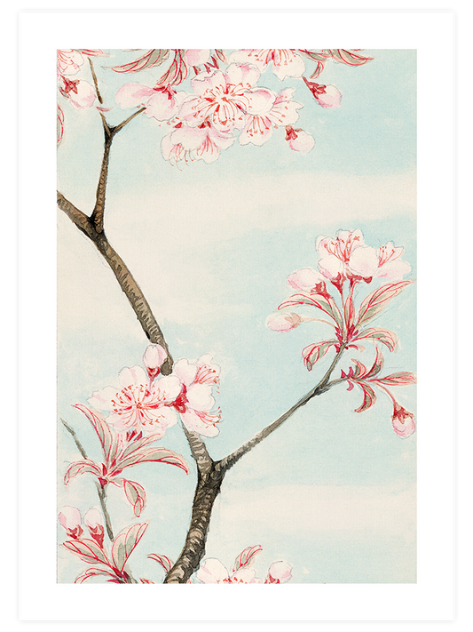 Sakura Cherry - Art Print