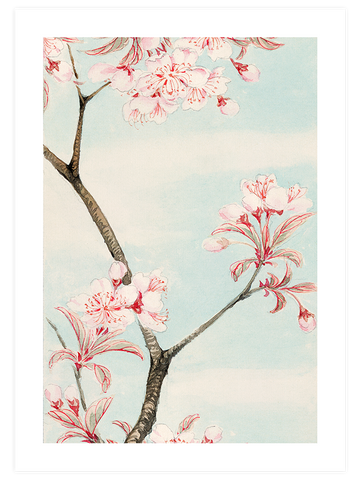 Sakura Cherry - Art Print