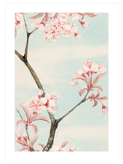 Sakura Cherry Poster - Giclée Baskı