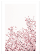 Sakura - Art Print