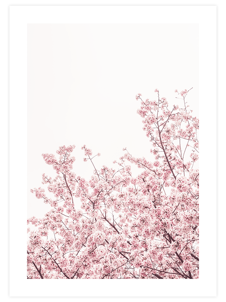 Sakura - Art Print Fotoğraflar Poster