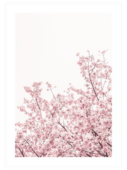 Sakura Poster - Giclée Baskı