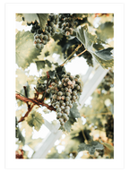 Salkım Üzüm - Art Print