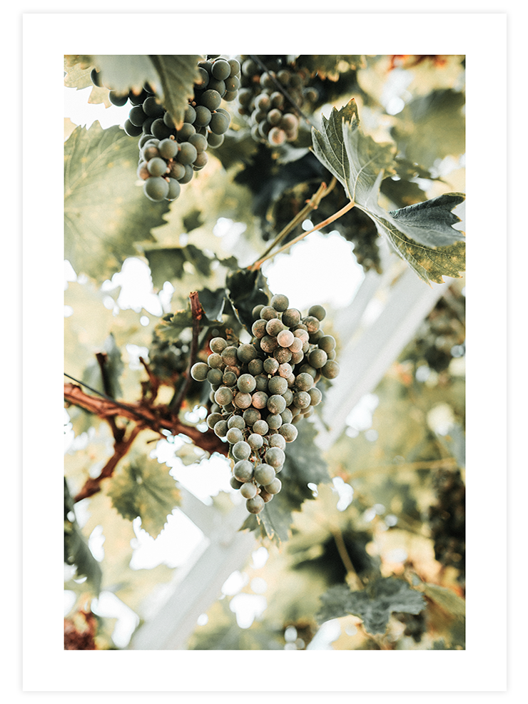 Salkım Üzüm - Art Print