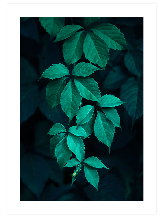 Salkim - Fine Art Poster