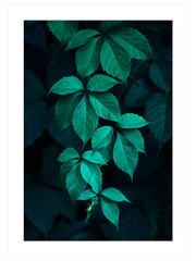 Salkim - Fine Art Poster