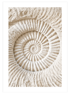 Seashell - Art Print