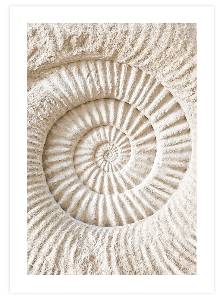 Seashell - Art Print