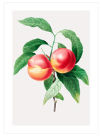 Şeftali - Art Print
