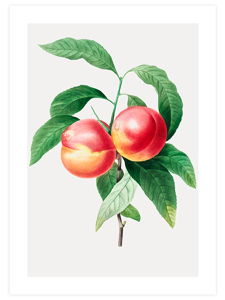 Şeftali - Art Print Mutfak Poster