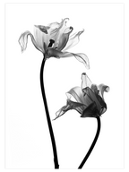 Sensualité - Art Print