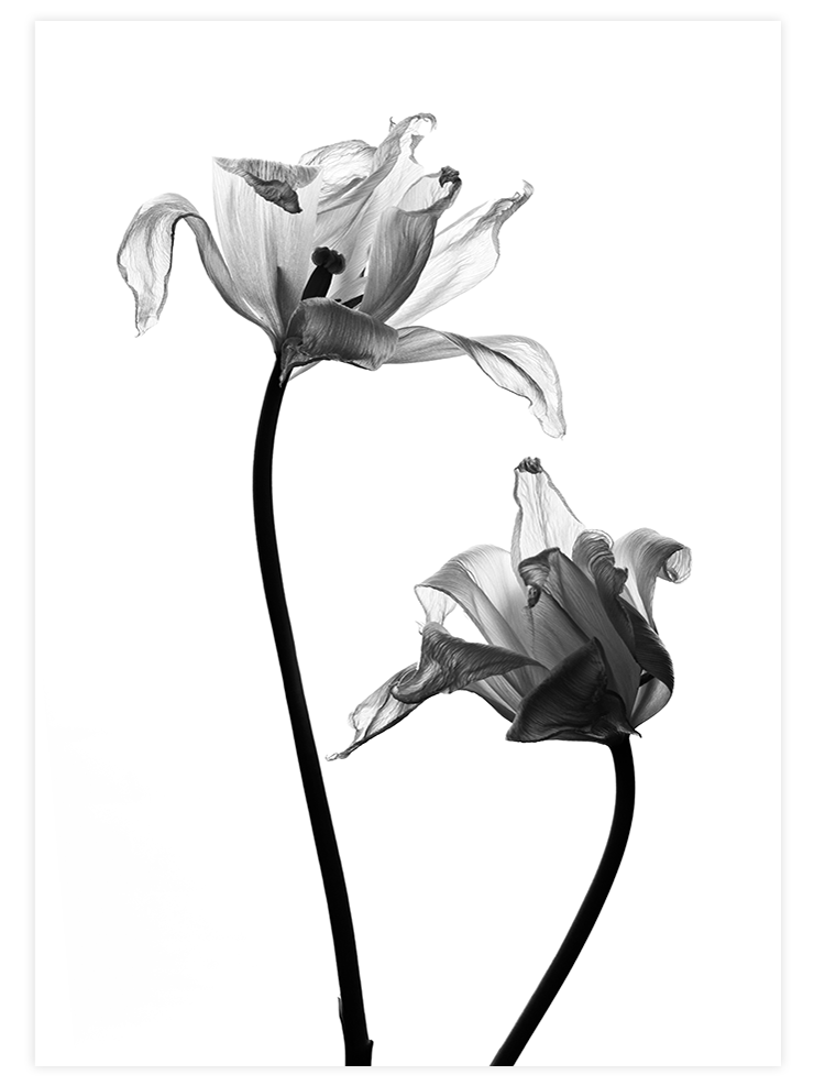 Sensualité - Art Print