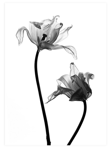 Sensualité - Art Print