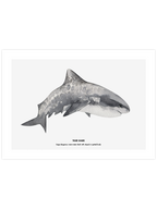Shark - Art Print