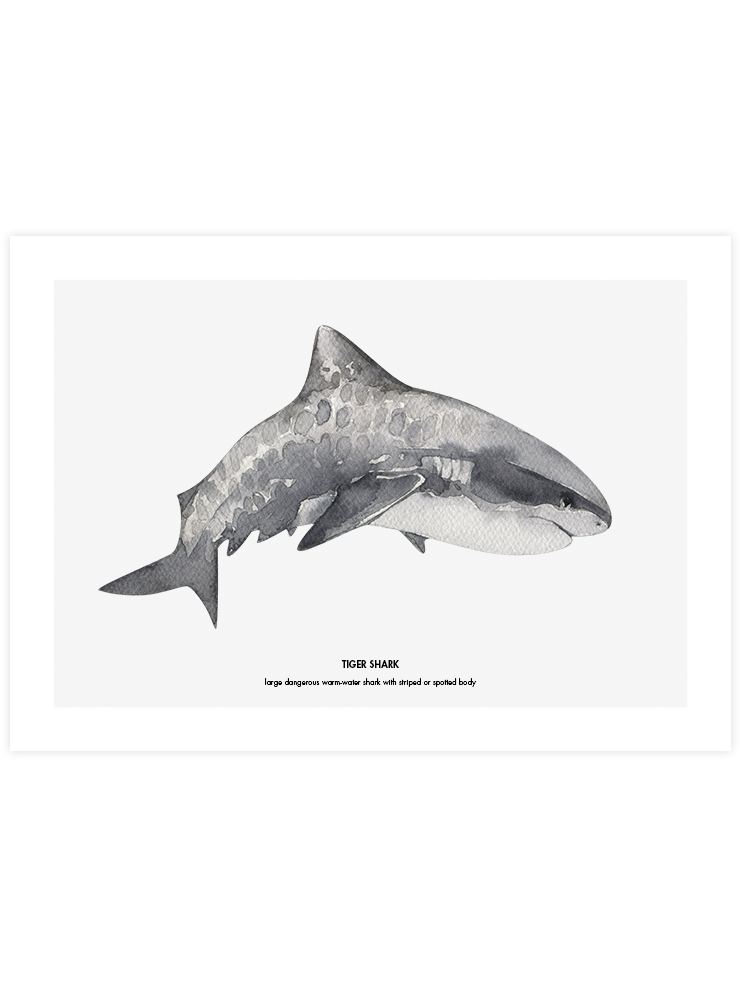 Shark - Art Print