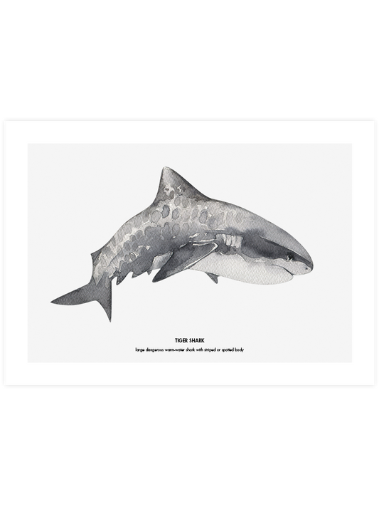 Shark Poster - Giclée Baskı