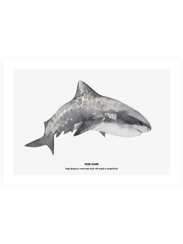Shark - Art Print