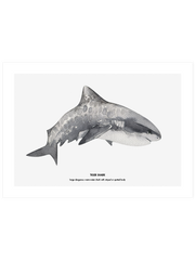 Shark - Fine Art Poster