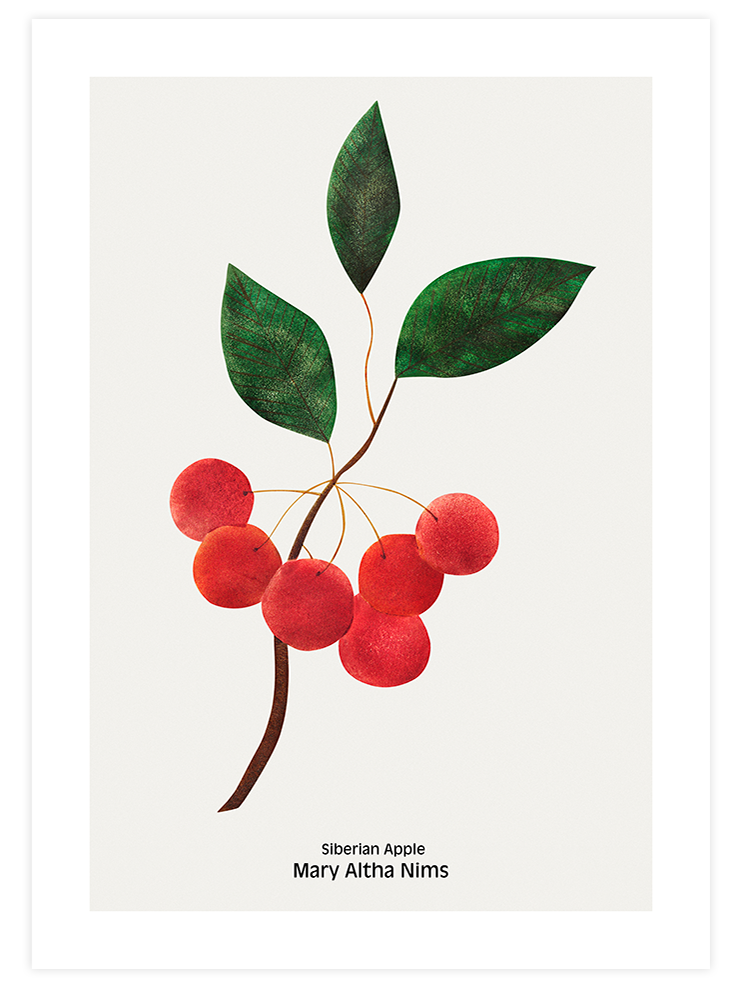 Sibirya Elması - Art Print Ürün ana görseli