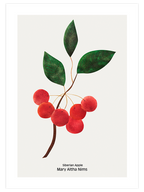 Sibirya Elması - Art Print