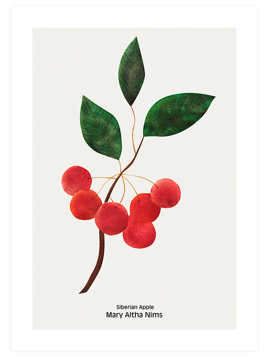 Sibirya Elması - Fine Art Poster
