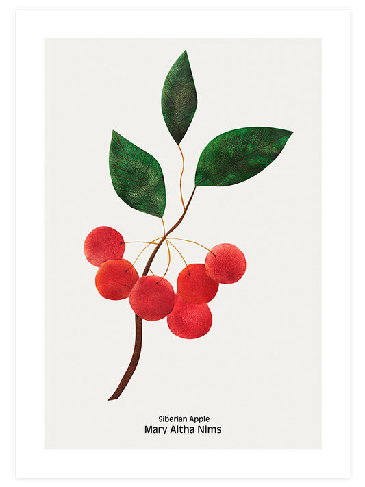 Sibirya Elması Poster - Giclée Baskı