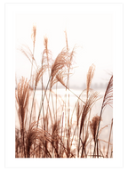 Silvestre - Art Print