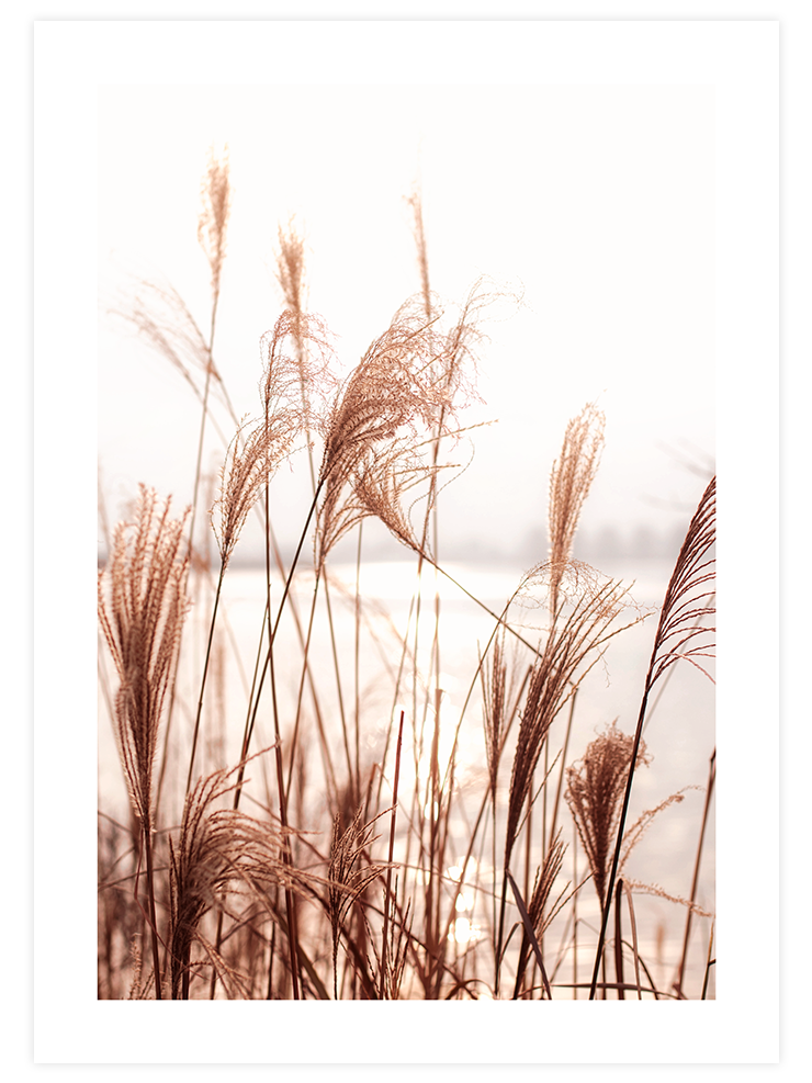 Silvestre - Art Print