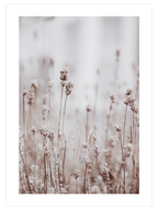 Silvestre N2 - Art Print