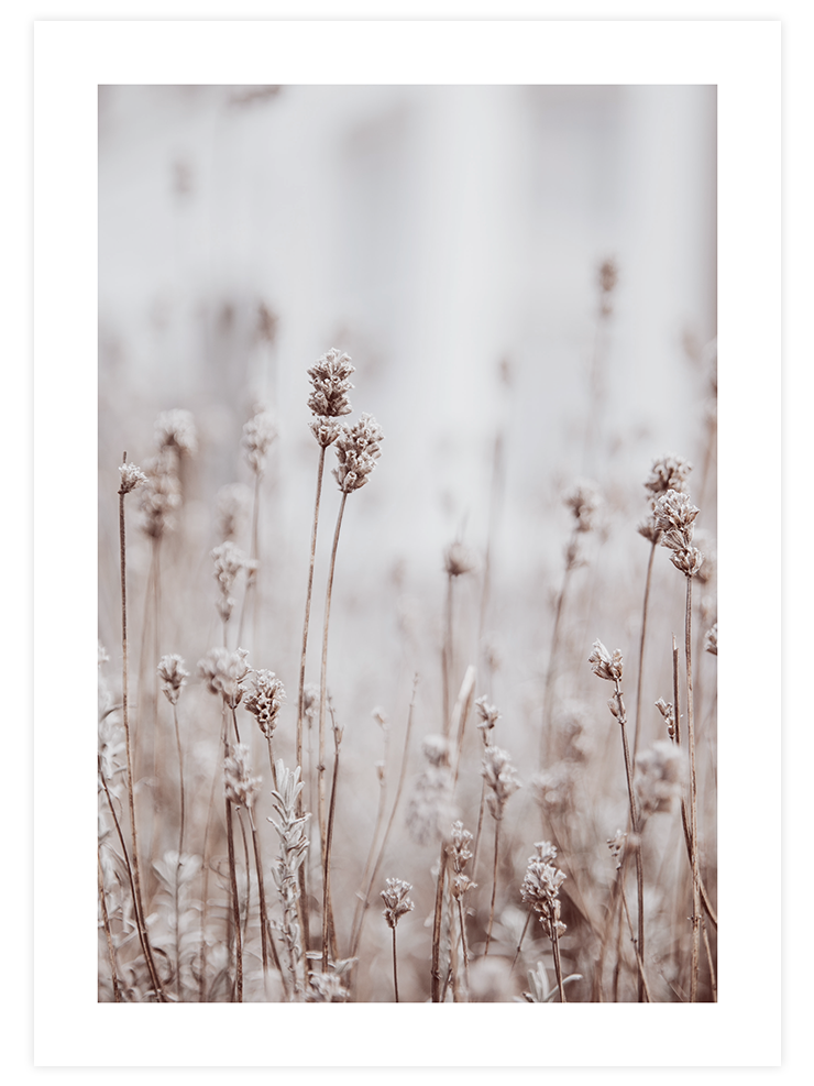 Silvestre N2 - Art Print