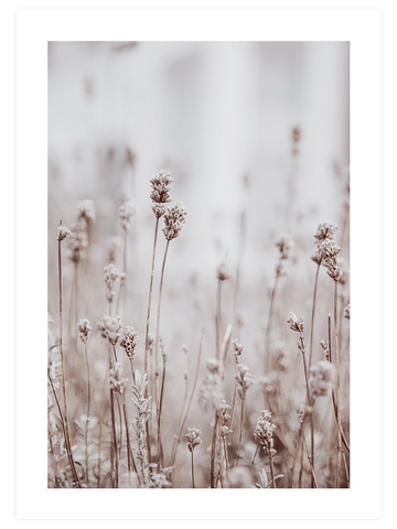 Silvestre N2 - Art Print