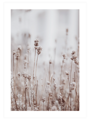 Silvestre N2 - Fine Art Poster