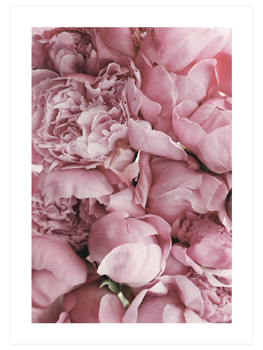 Spring Petals - Art Print
