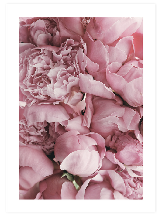 Spring Petals Poster - Giclée Baskı