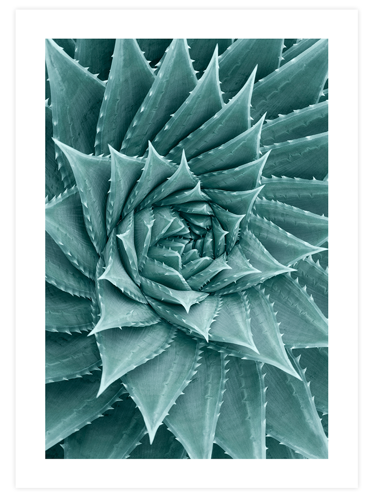 Sukulent - Art Print Ürün ana görseli