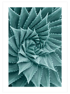 Sukulent - Art Print