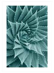 Sukulent - Fine Art Poster