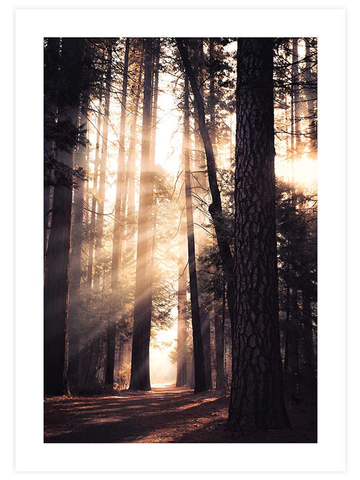 Sunlight - Art Print