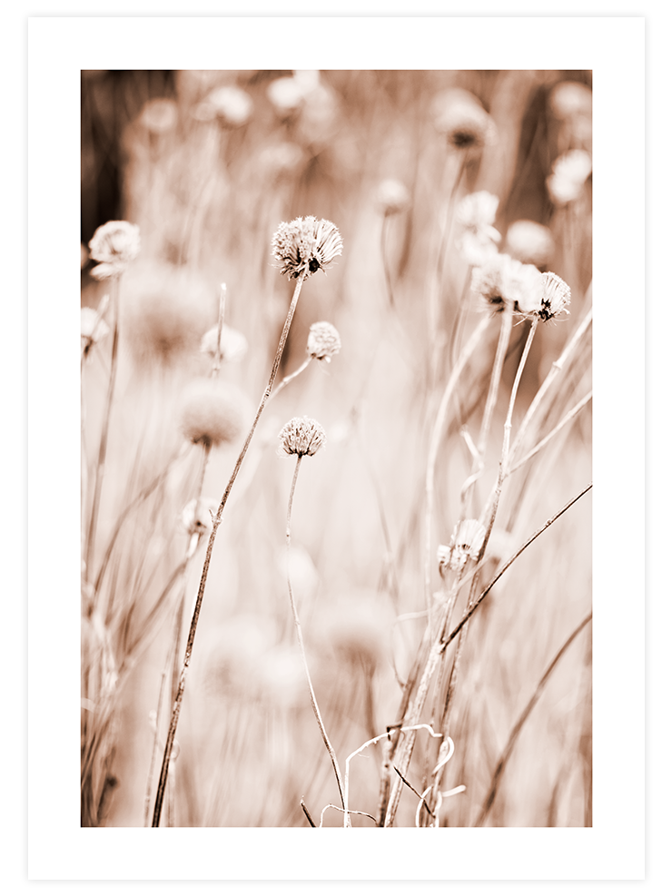 A Sweet Dawn - Art Print