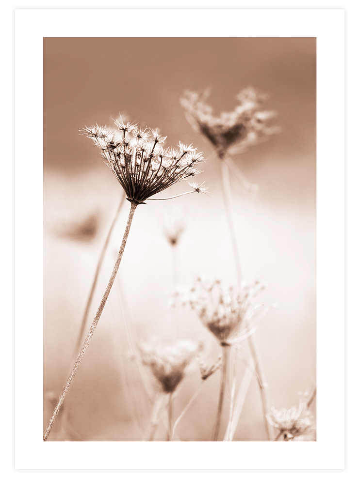 A Sweet Morning - Art Print