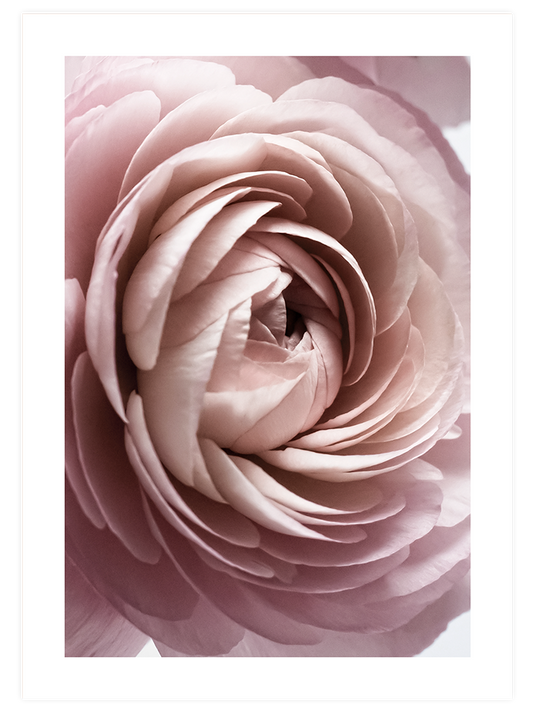 Sweet Rose Poster - Giclée Baskı