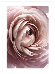 Sweet Rose - Fine Art Poster